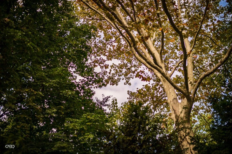 Sedinta foto gradina botanica cununie Elvira si George