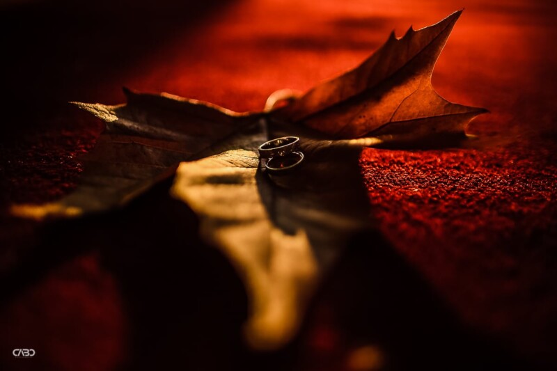 fotograf nunta verighete wedding rings